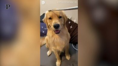 Basta una grattatina al cane…e scatta un bel sorriso