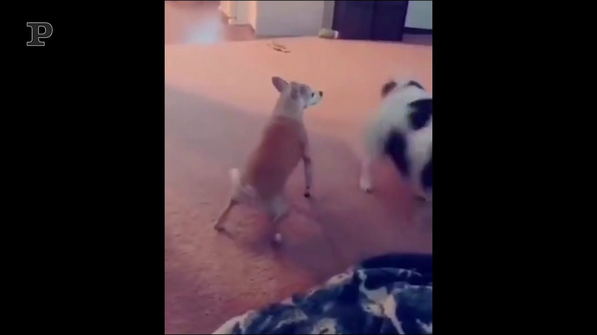 Cane che esulta per un goal