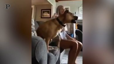 Cane che esulta per un goal