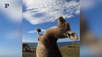 Un simpatico canguro che balla