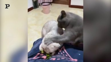 Questi gatti non vanno molto d’accordo