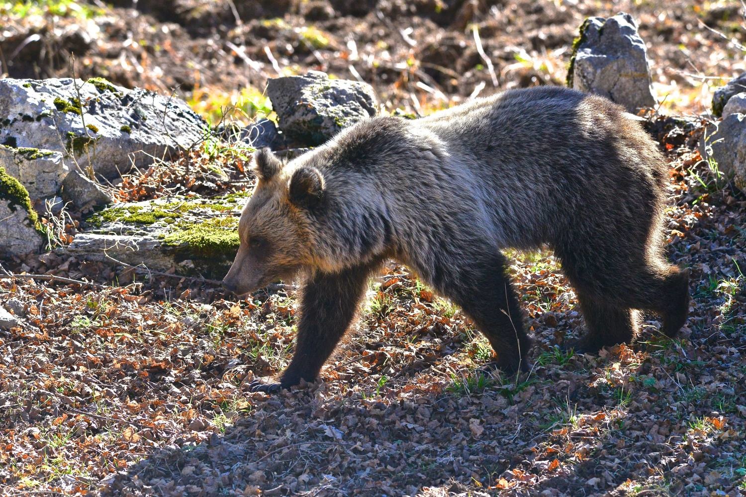 Into the wild. Natura selvaggia, a due passi da casa