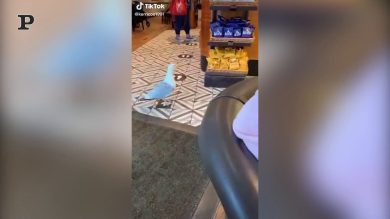 Trovato il ladro di merendine volante | video