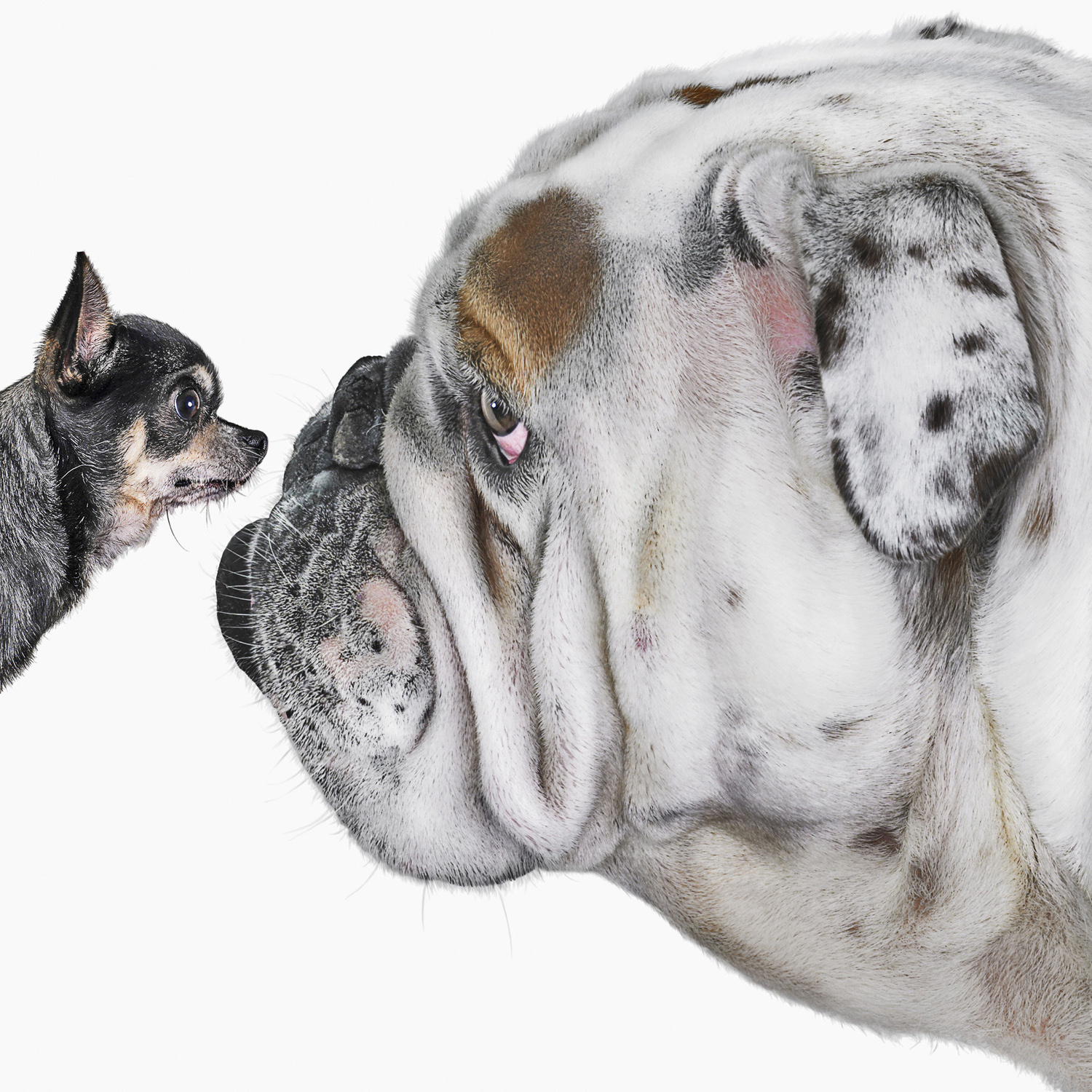 La tratta dei cuccioli che vengono dall’Est