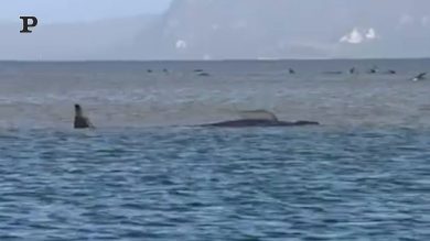 Balene arenate in Tasmania, più di 90 morte | video