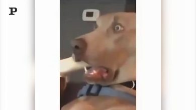 C​ane spaventato da un film horror… da non crederci! | video