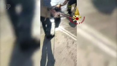 Cavallo salvato nel Piave | video