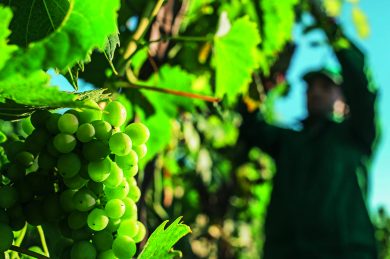 I resort per la vendemmia 2020