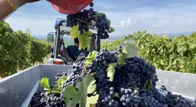 Anche in Toscana è iniziata la vendemmia