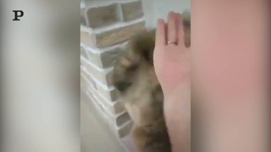 Gatto maestro di Kung Fu | video