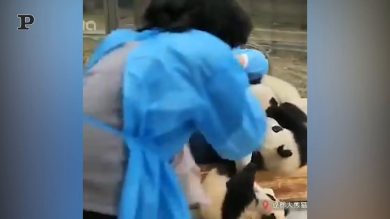 Panda-sitter: il lavoro più bello del mondo | video