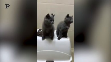 Due gattini con la musica nel sangue