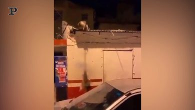 Il Re Leone o… il Re Gatto?