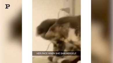 Un gattino che si lava e scopre lo specchio…