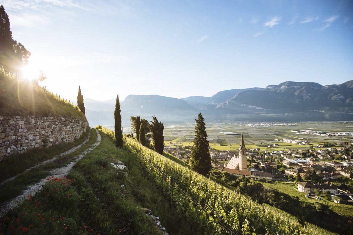 Galleria foto 'Turismo nel bicchiere: tre idee per un giro tra le vigne' - foto 2