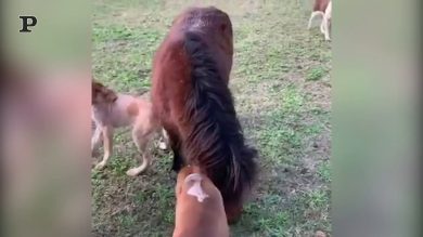 Cani che giocano con un asino