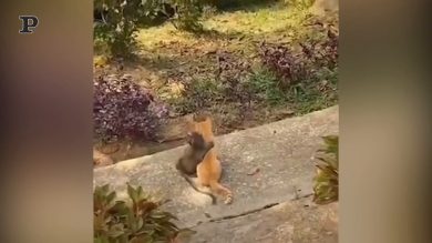 La scimmietta abbraccia il gatto