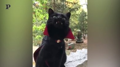 Ad Halloween ecco il conte Gattula