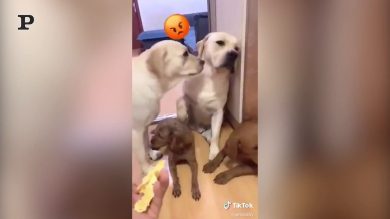 Chi è stato? È colpa sua! Il cane incolpa l’altro per evitare la punizione | video