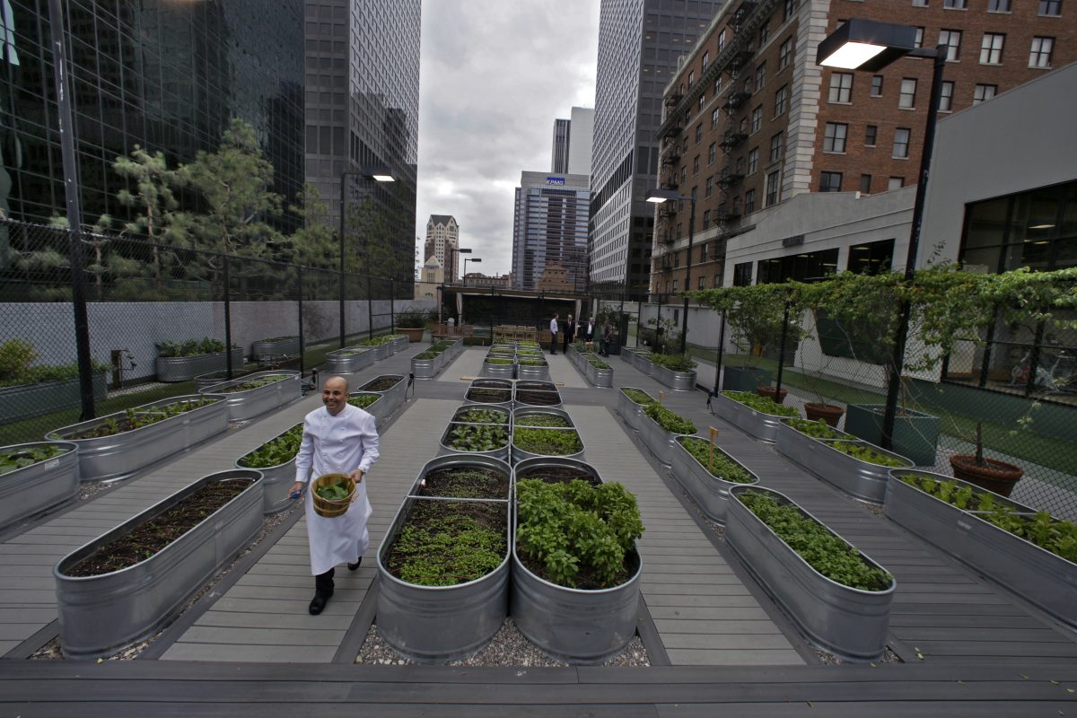 Galleria foto '«Bloom economy». Oggi l’insalata si coltiva sul tetto e il selfie si scatta col ficus' - foto 3