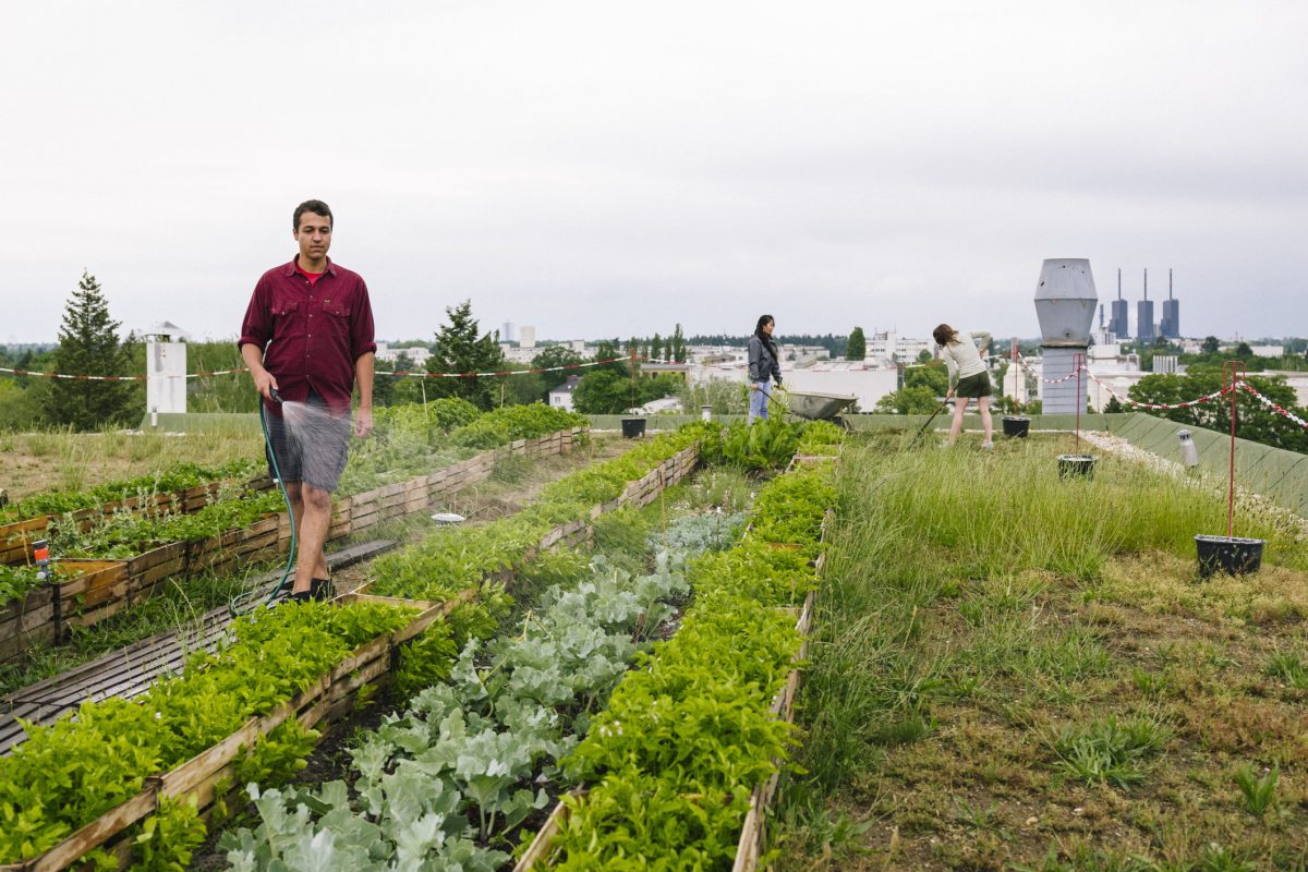 Galleria foto '«Bloom economy». Oggi l’insalata si coltiva sul tetto e il selfie si scatta col ficus' - foto 6