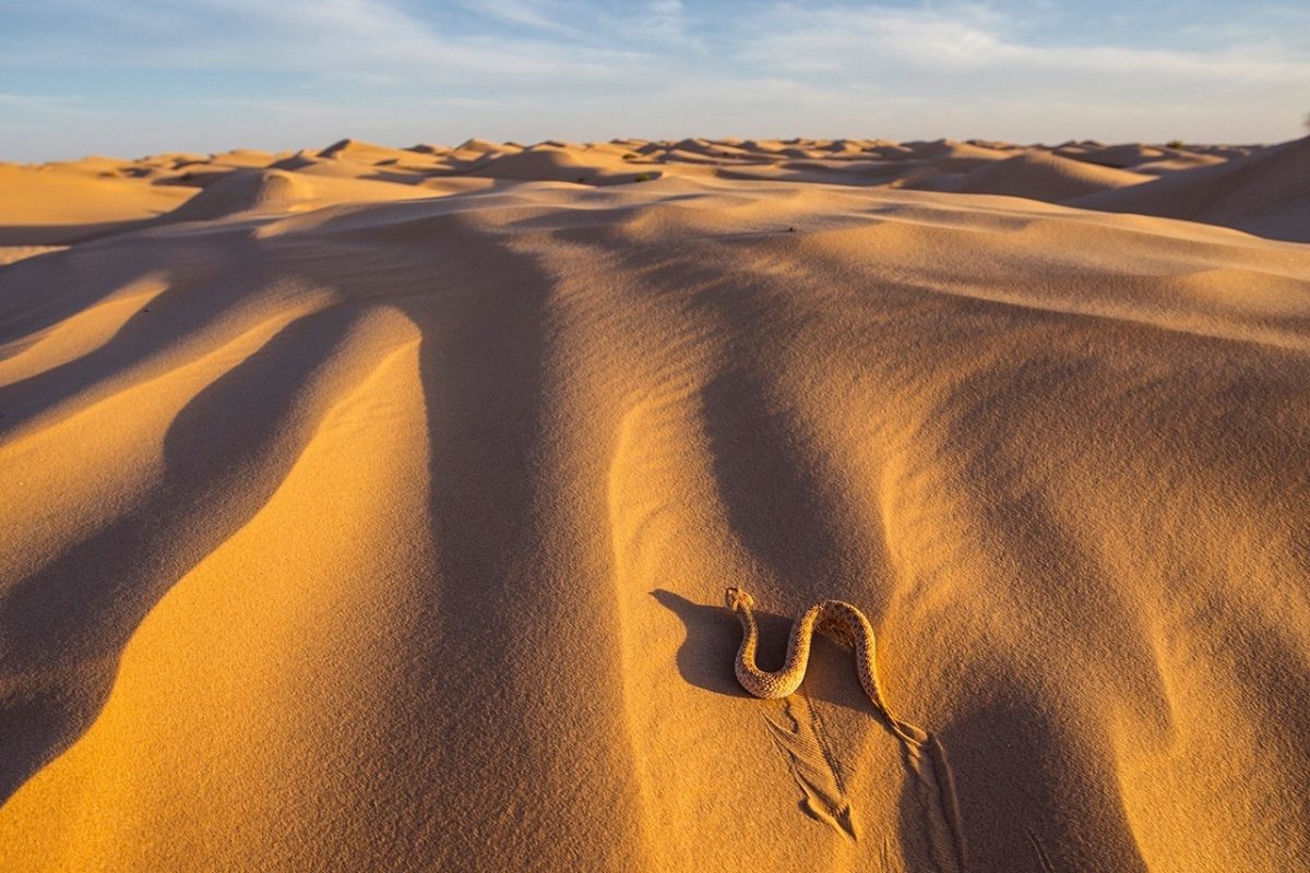 Galleria foto 'Bruno D’Amicis, wildlife photography' - foto 4