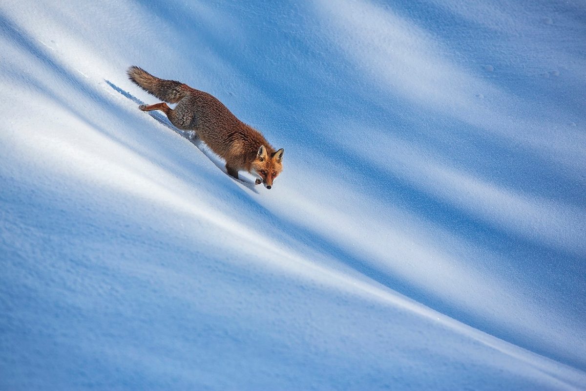 Galleria foto 'Bruno D’Amicis, wildlife photography' - foto 5