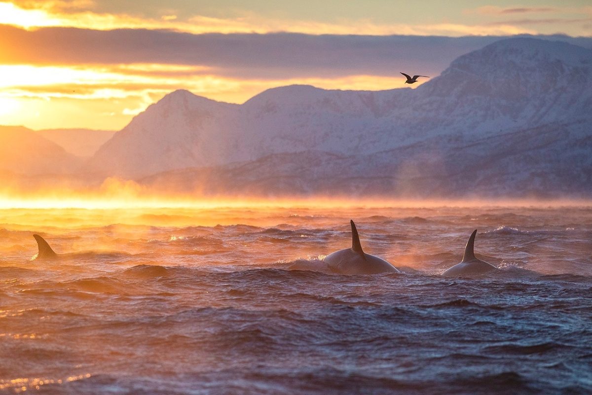 Galleria foto 'Bruno D’Amicis, wildlife photography' - foto 6