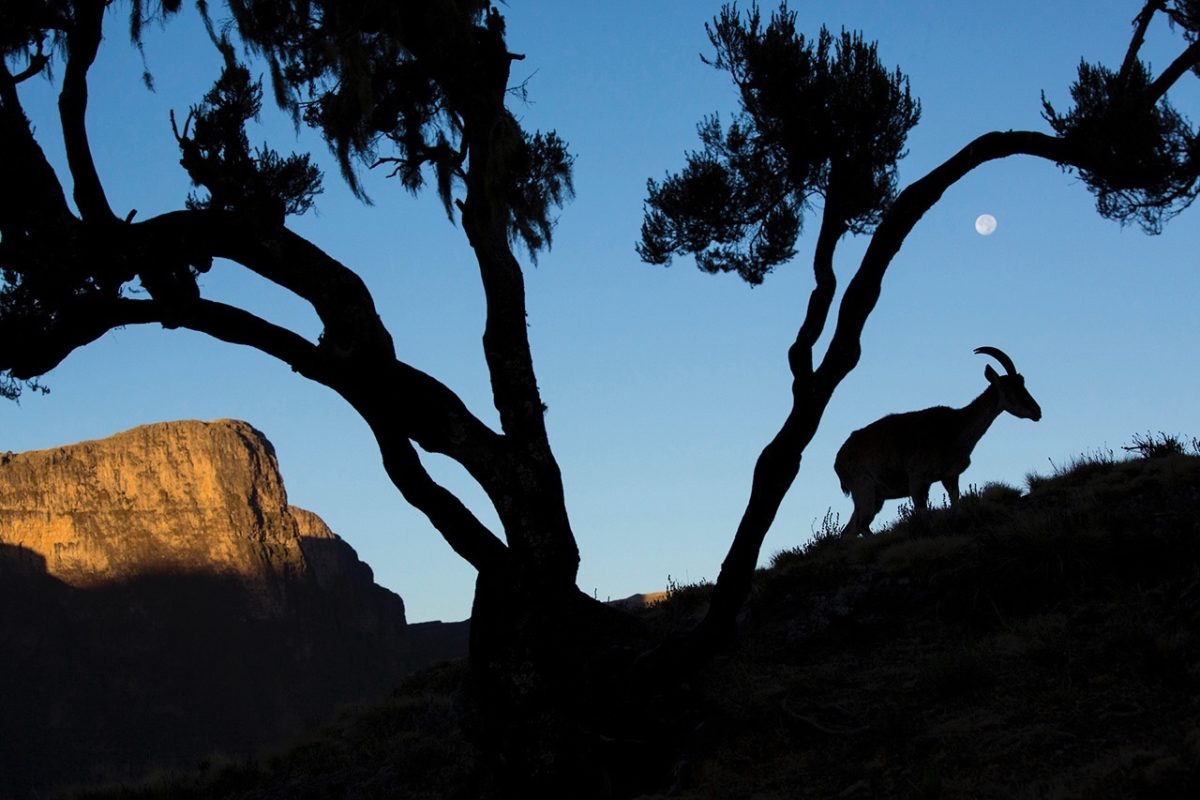 Galleria foto 'Bruno D’Amicis, wildlife photography' - foto 8