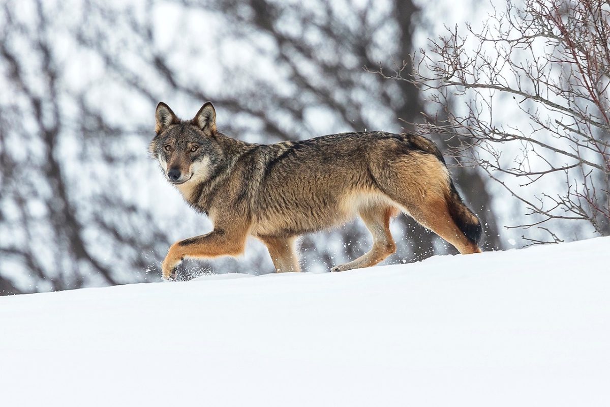 Galleria foto 'Bruno D’Amicis, wildlife photography' - foto 9