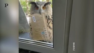 Il gufo consegna la posta…come ad Hogwarts | video
