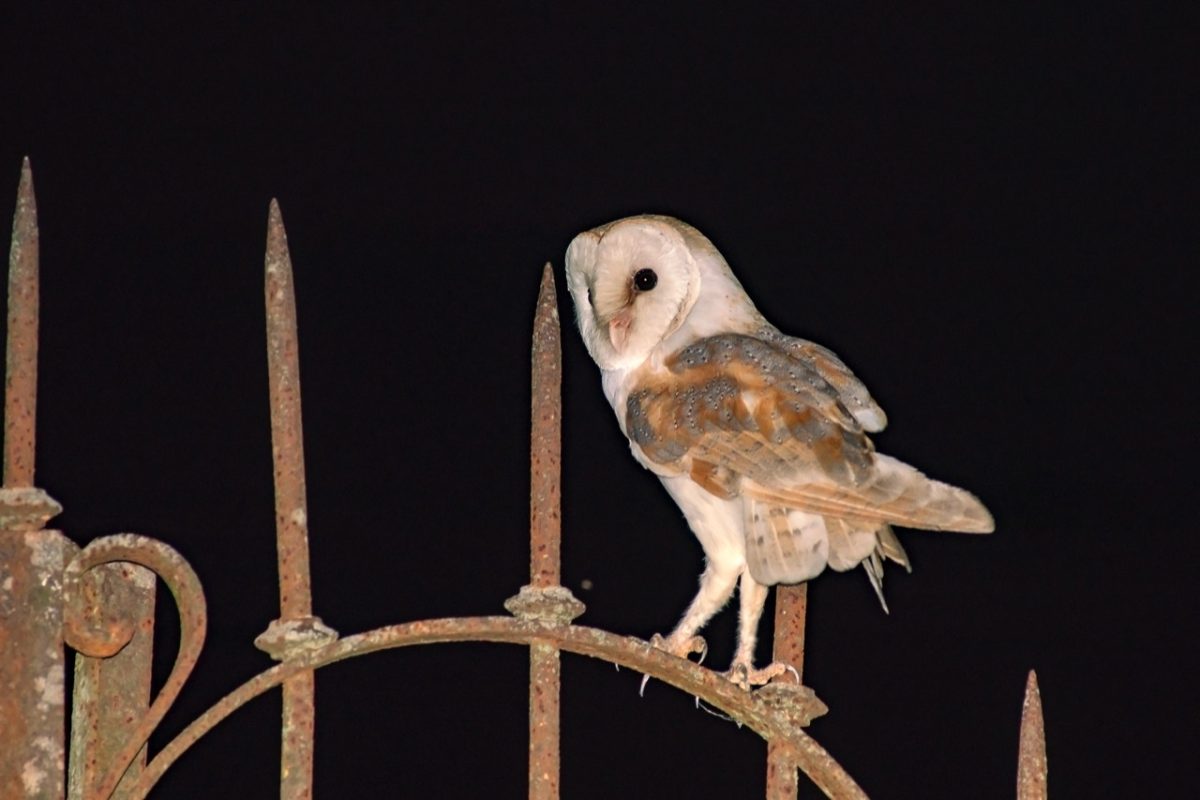Galleria foto 'Marco Polonioli, ritratto di un fotografo naturalista' - foto 17
