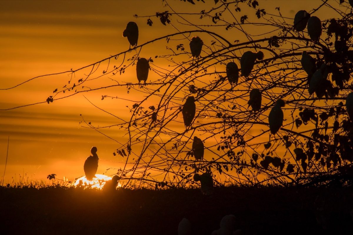 Galleria foto 'Marco Polonioli, ritratto di un fotografo naturalista' - foto 16