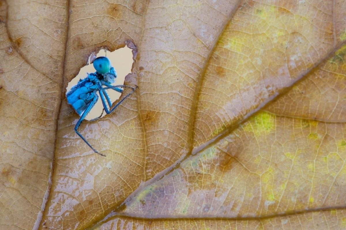 Galleria foto 'Marco Polonioli, ritratto di un fotografo naturalista' - foto 14
