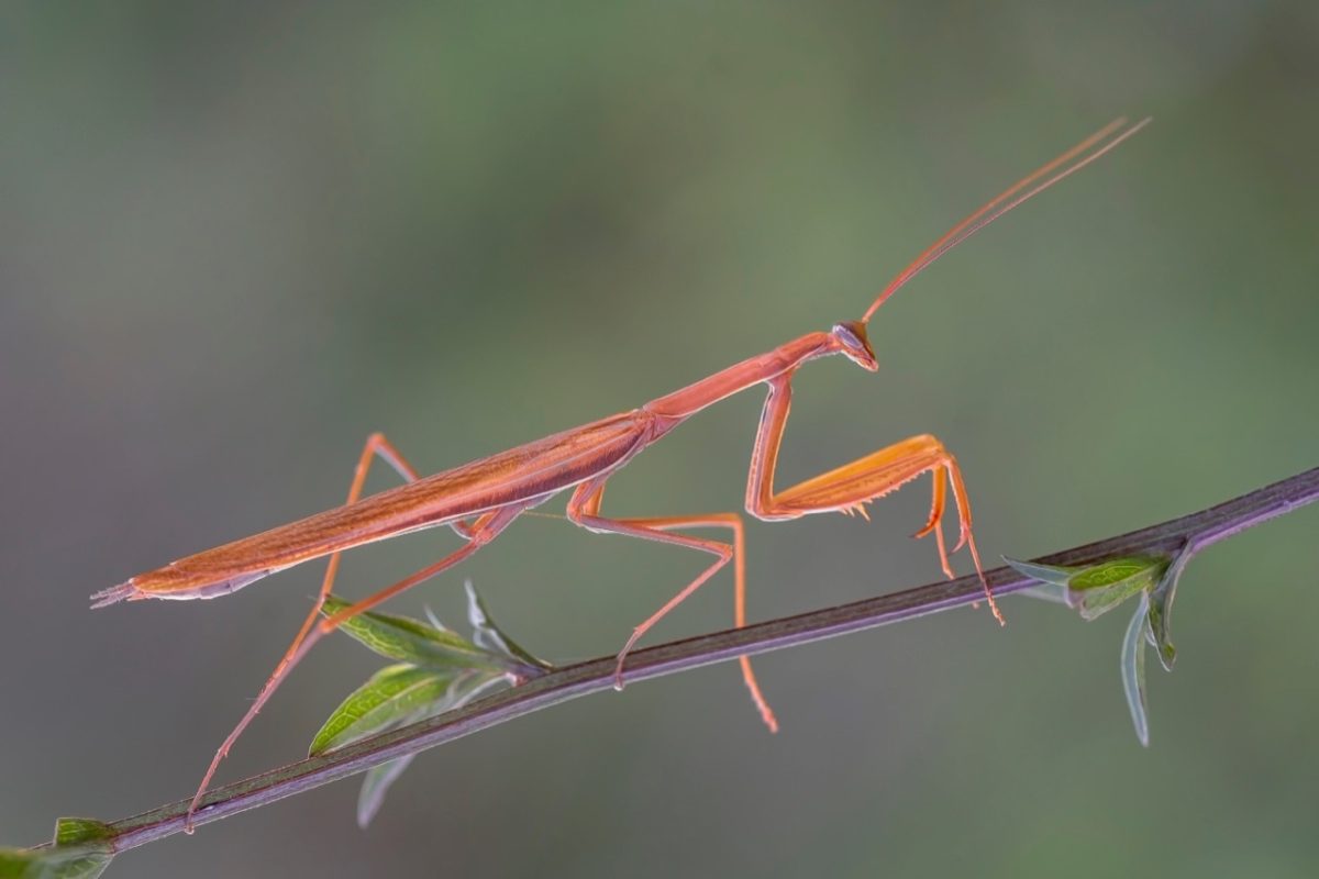 Galleria foto 'Marco Polonioli, ritratto di un fotografo naturalista' - foto 13