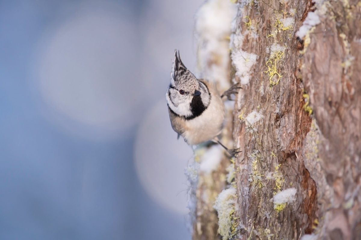 Galleria foto 'Marco Polonioli, ritratto di un fotografo naturalista' - foto 12