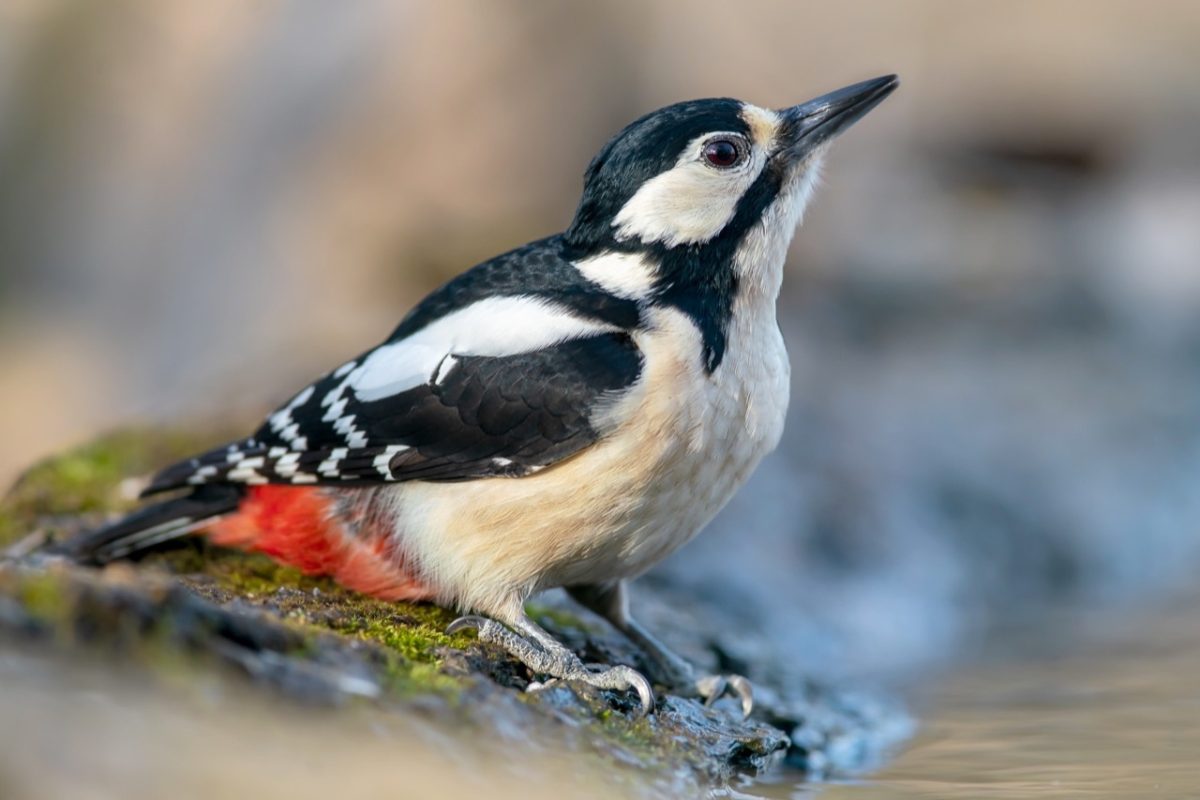 Galleria foto 'Marco Polonioli, ritratto di un fotografo naturalista' - foto 11