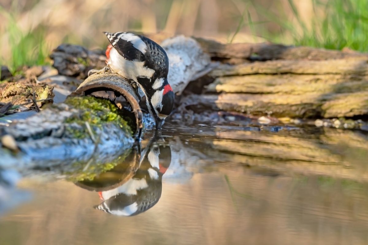 Galleria foto 'Marco Polonioli, ritratto di un fotografo naturalista' - foto 10