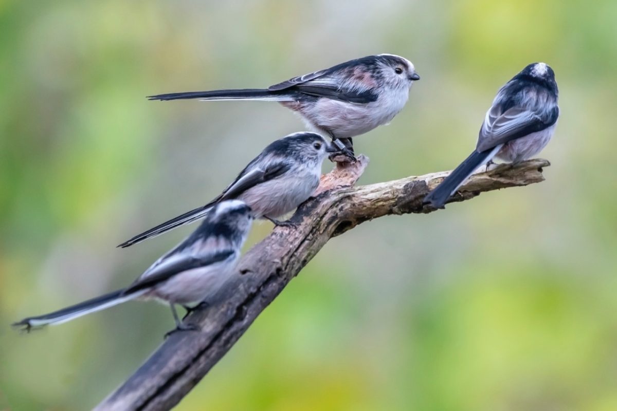 Galleria foto 'Marco Polonioli, ritratto di un fotografo naturalista' - foto 9
