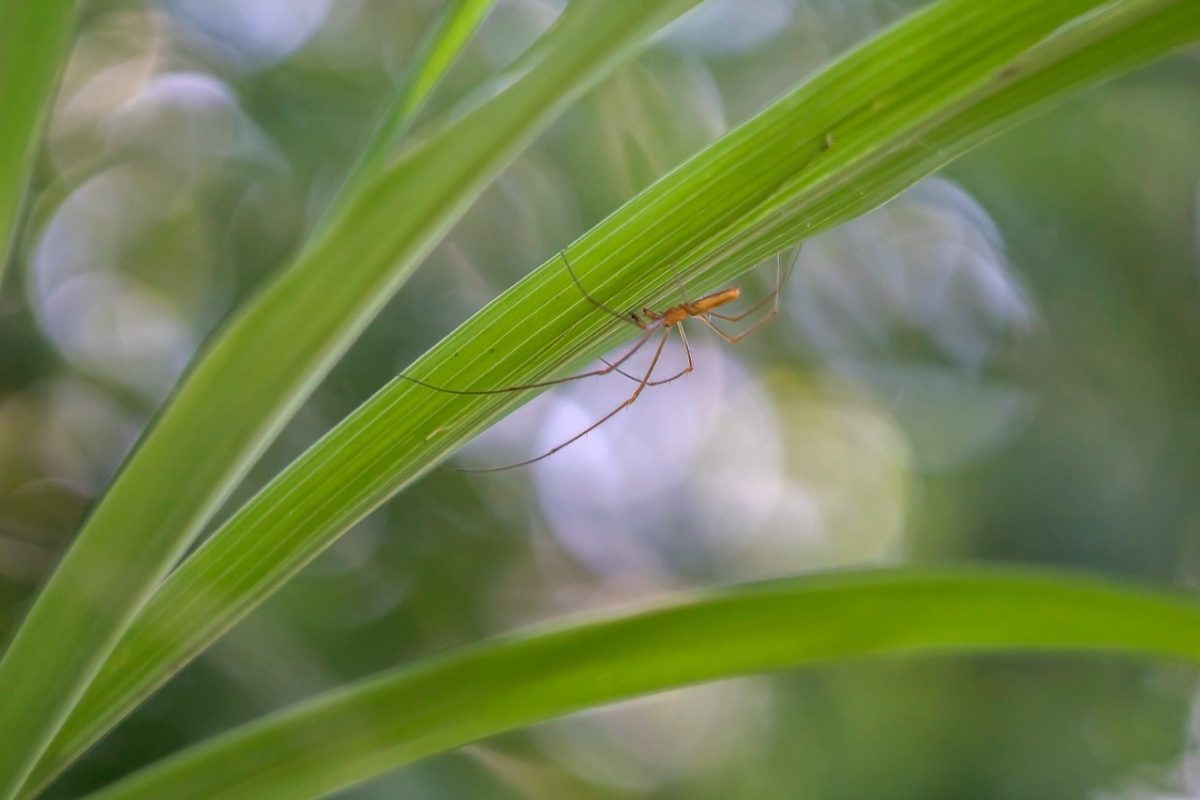 Galleria foto 'Marco Polonioli, ritratto di un fotografo naturalista' - foto 8