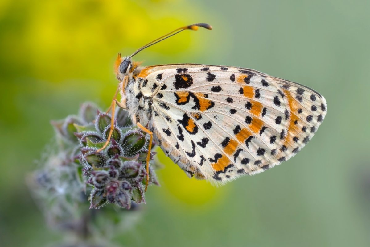 Galleria foto 'Marco Polonioli, ritratto di un fotografo naturalista' - foto 7