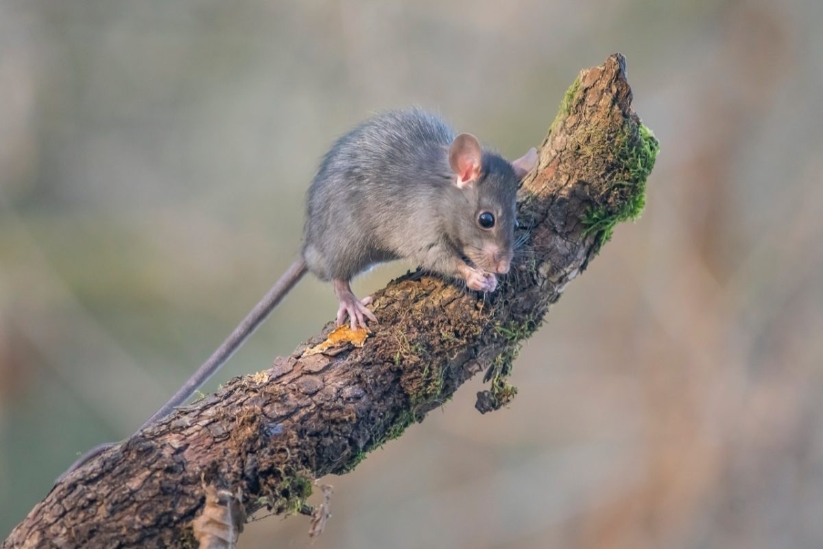 Galleria foto 'Marco Polonioli, ritratto di un fotografo naturalista' - foto 6