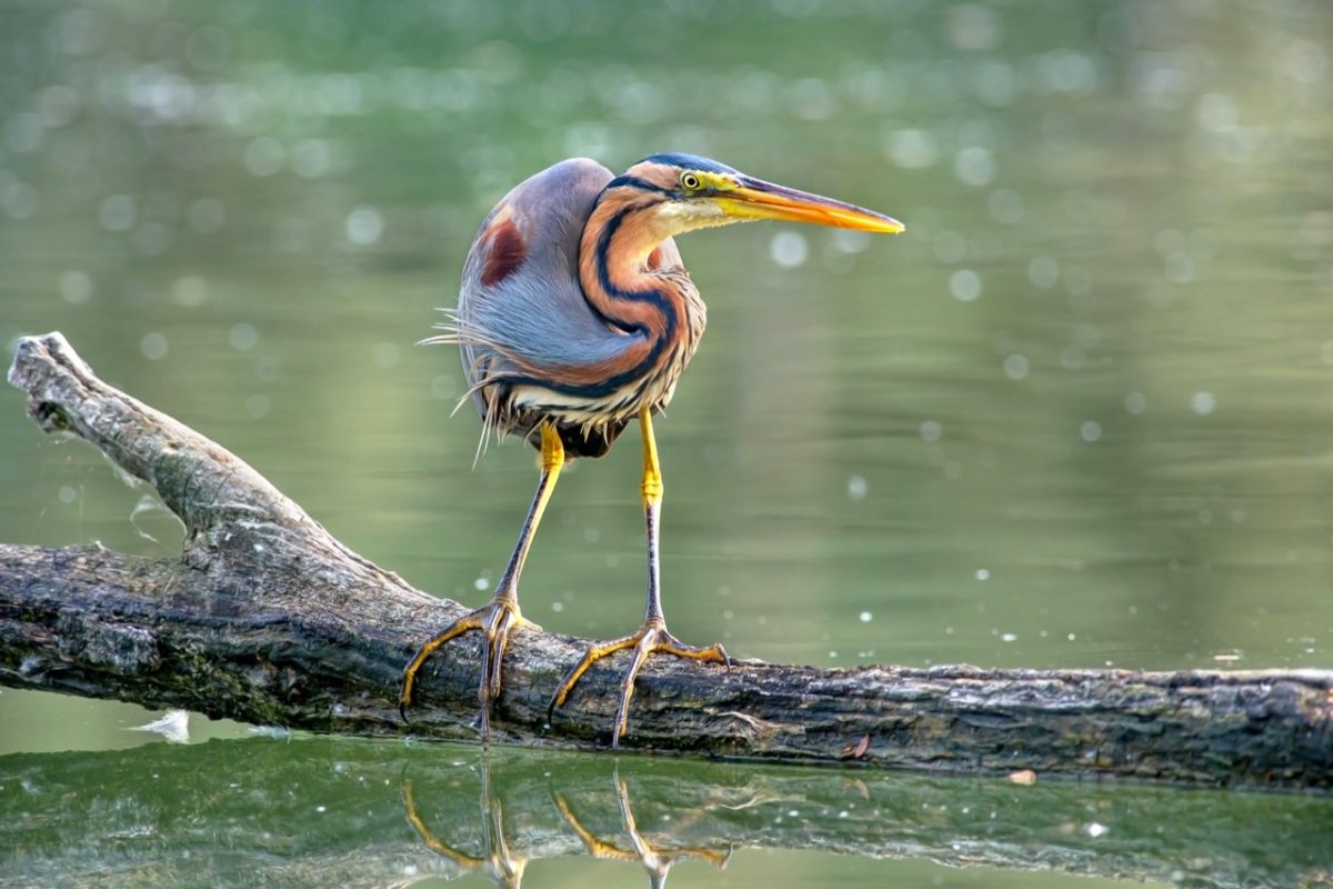 Galleria foto 'Marco Polonioli, ritratto di un fotografo naturalista' - foto 5