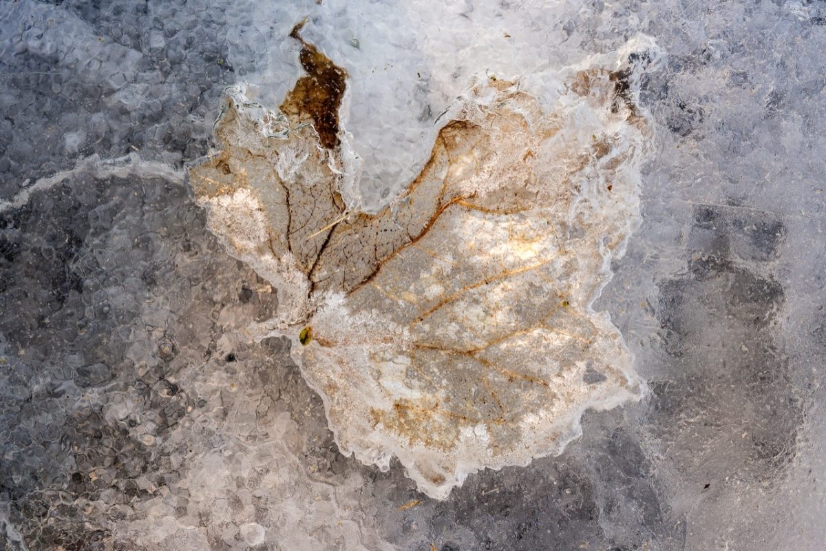Galleria foto 'Marco Polonioli, ritratto di un fotografo naturalista' - foto 4