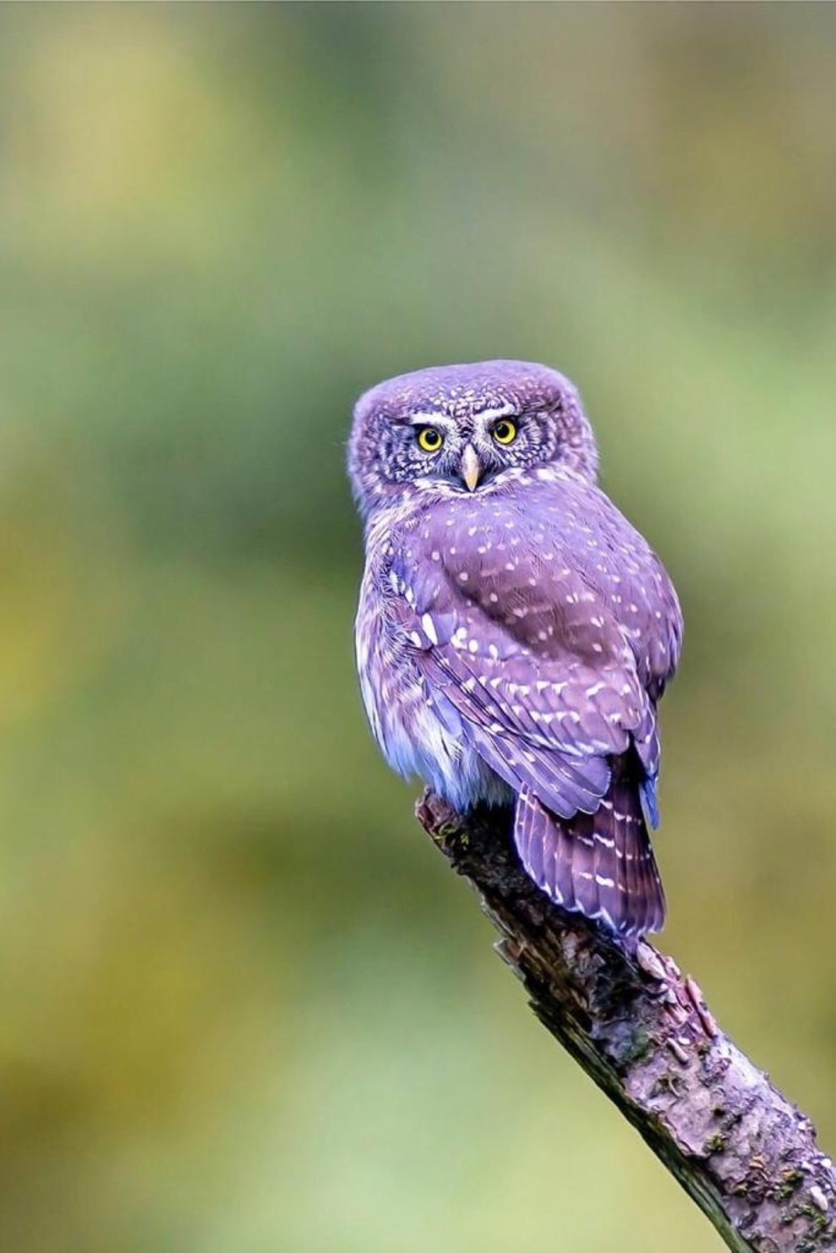 Galleria foto 'Marco Polonioli, ritratto di un fotografo naturalista' - foto 3