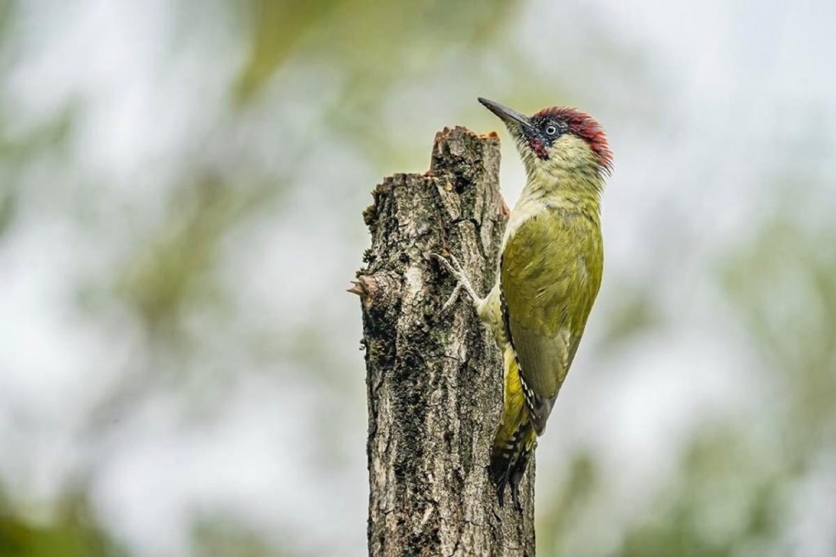 Galleria foto 'Marco Polonioli, ritratto di un fotografo naturalista' - foto 2
