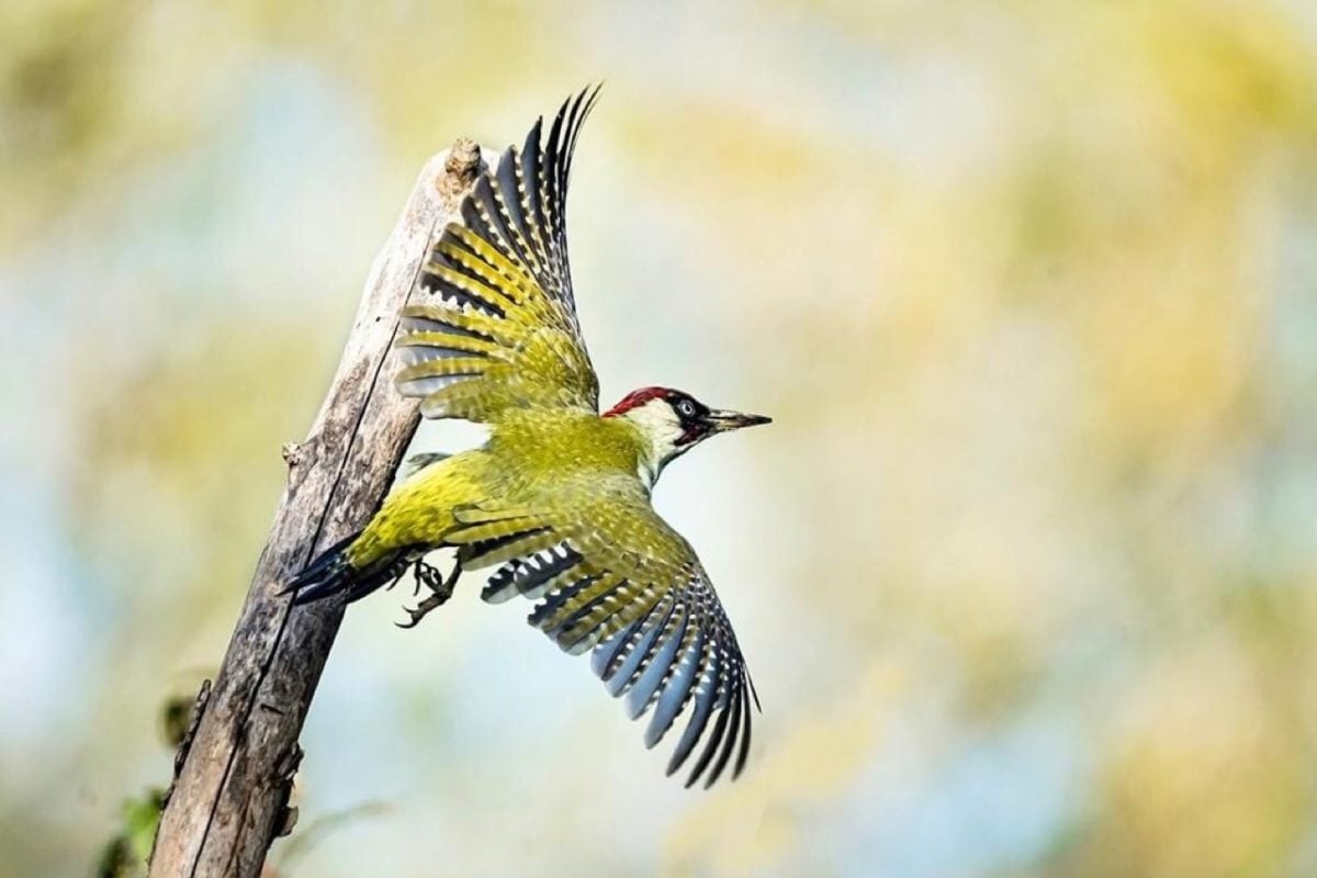 Galleria foto 'Marco Polonioli, ritratto di un fotografo naturalista' - foto 18
