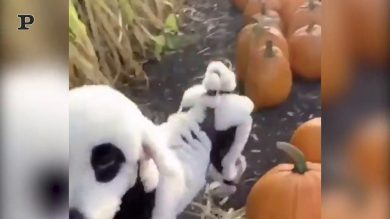 Un horror-barboncino… per un Halloween da brividi | video