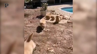 La carica dei 101…Labrador! | video