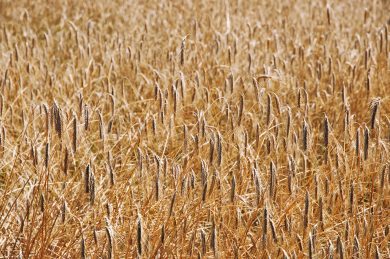 Noi, figli di un bio minore